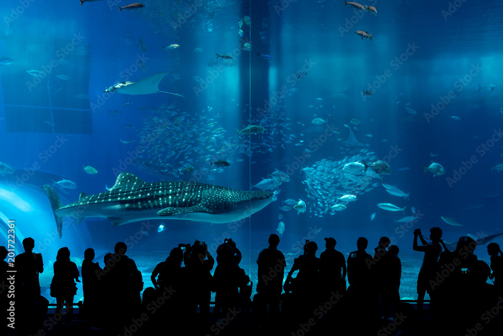 custom made wallpaper toronto digitalWhale shark in a aquarium