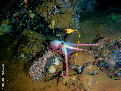 Deep-sea octopus Moosoctopus profundorum in his own garden with stalk lilies Ptilocrinus pinnatus (Russia, Bering Sea, Piip volcano, depth 2700 meters) photo