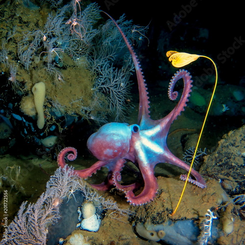 Deep-sea octopus Moosoctopus profundorum in his own garden with stalk lilies Ptilocrinus pinnatus (Russia, Bering Sea, Piip volcano, depth 2700 meters) photo