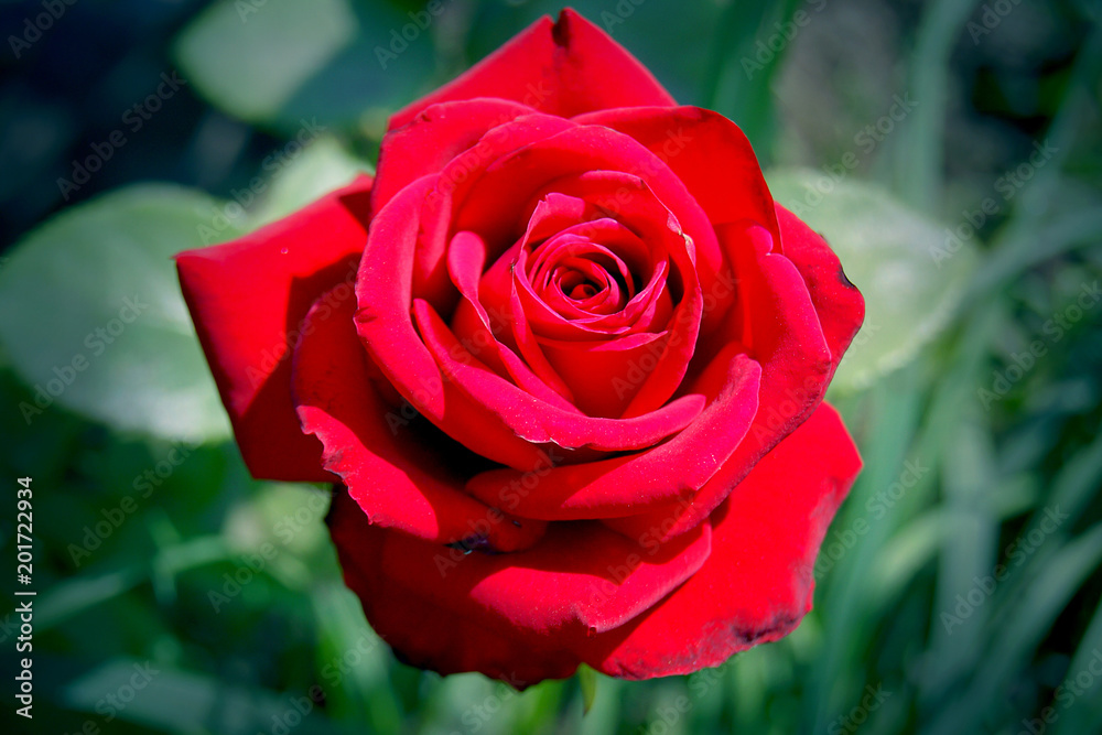 Red rose on background of green grass on sunny summer day_ Red rose on background of green grass on sunny summer day_