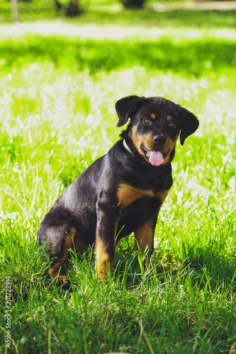 Beautiful little puppy of a dog Rottweiler in a park on a grass background © Alexander