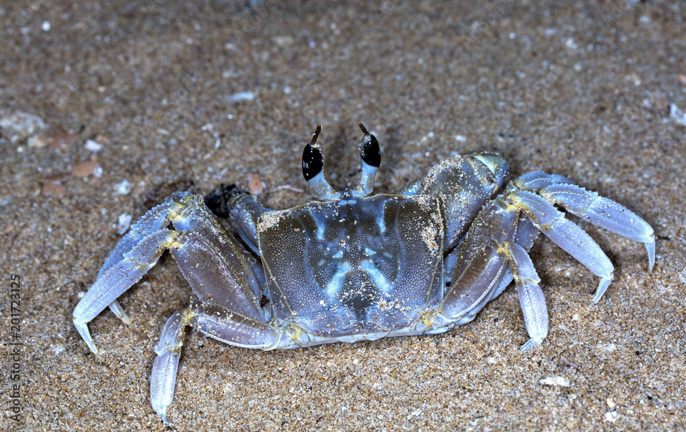 small crab on the beach