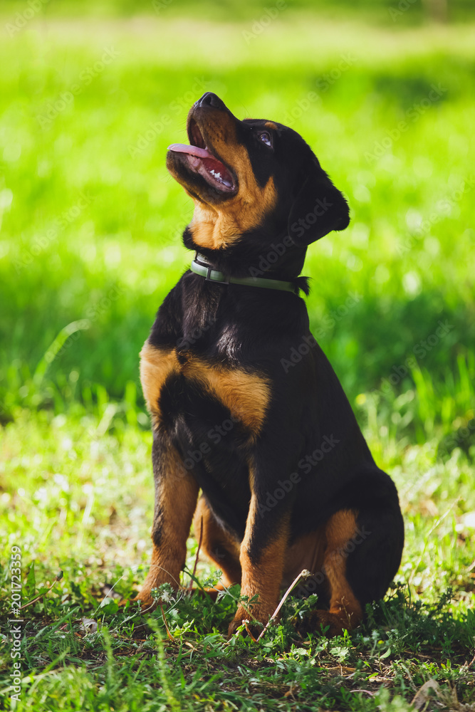 Beautiful little puppy of a dog Rottweiler in a park on a grass background Beautiful little puppy of a dog Rottweiler in a park on a grass background