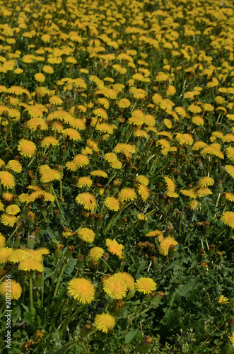 Fototapeta Naklejka Na Ścianę i Meble -  dandelion flowers spring time
