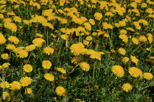 Fototapeta Naklejka Na Ścianę i Meble -  dandelion flowers spring time