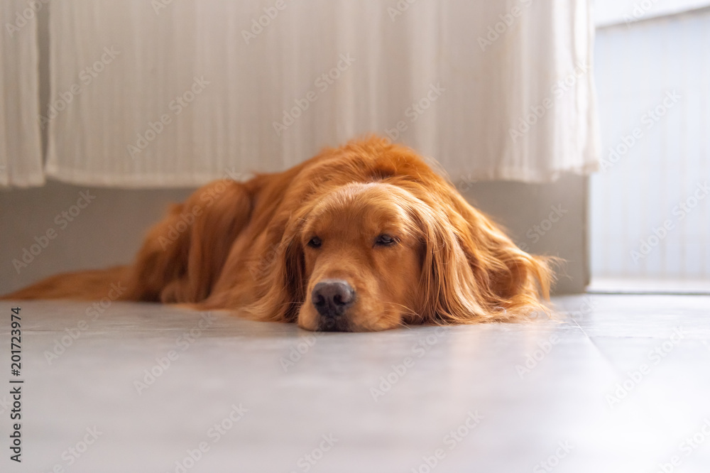 Lovely Golden Retriever