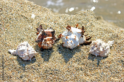 Summer creation on the beach with sea natural creatures 