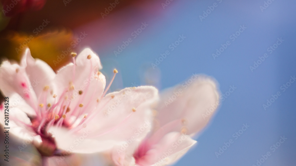 Small Pink Flowers Macro Cherry Blossom