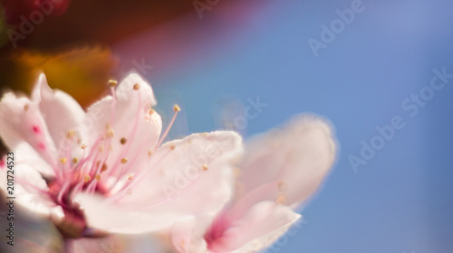 Small Pink Flowers Macro Cherry Blossom