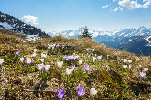 Krokusblüte in den Alpen im Frühling