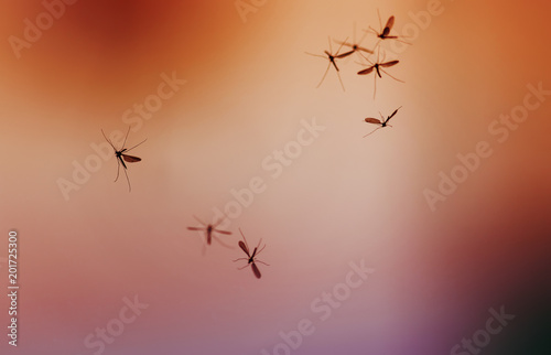 swarm of mosquito insects flying and buzzing against the bright red rolling sky