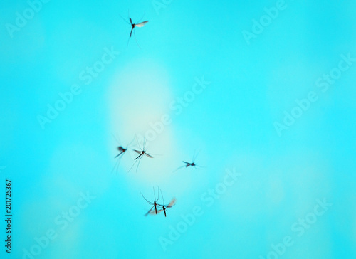 swarm of mosquito insects flying and buzzing against the bright blue sky © nataba