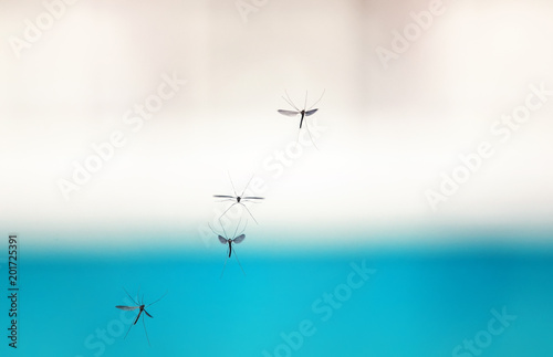 swarm of mosquito insects flying and buzzing against the sky