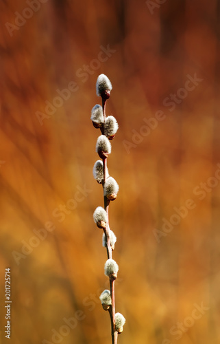 vertical beautiful willow branch with fluffy delicate buds on bright Golden y...