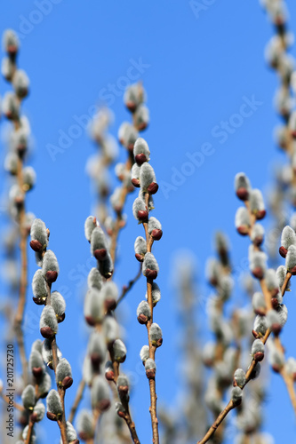 willow branches with fluffy buds grow on the background of bright blue sky