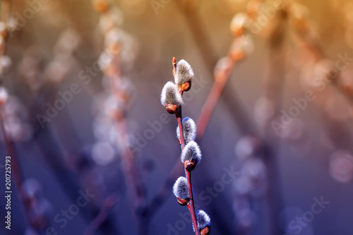 beautiful willow branches fluffy stretch to the bright Sunny spring sky in th...