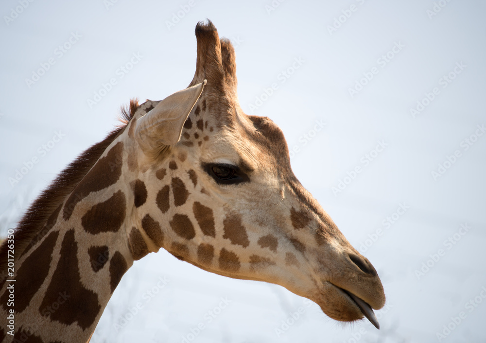 Naklejka premium キリンの横顔、クローズアップ