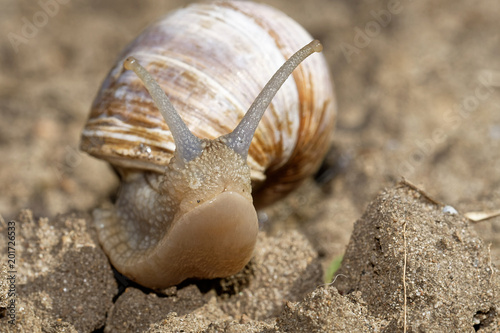 Weinbergschnecke photo