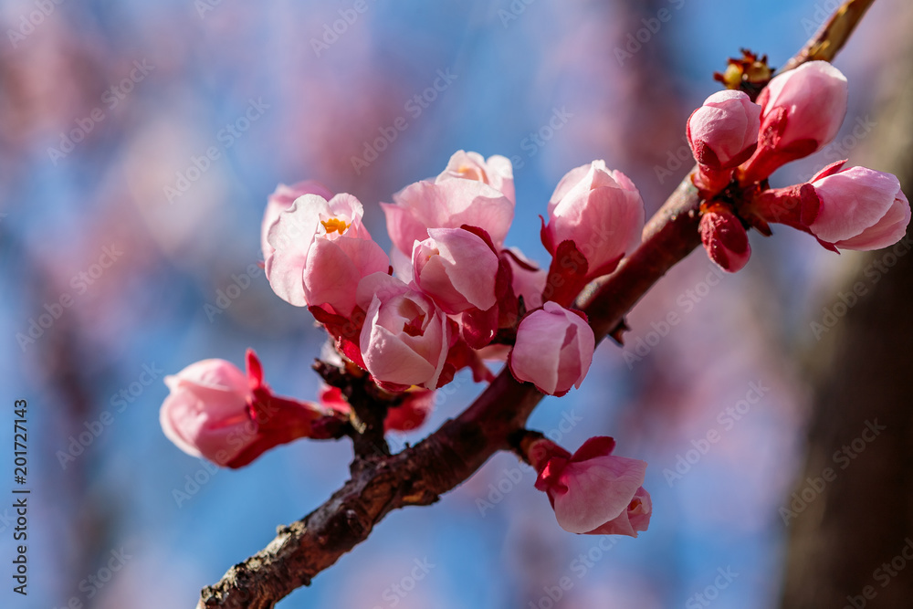 Japanese cherry blossoms preparing to open Japanese cherry blossoms preparing to open