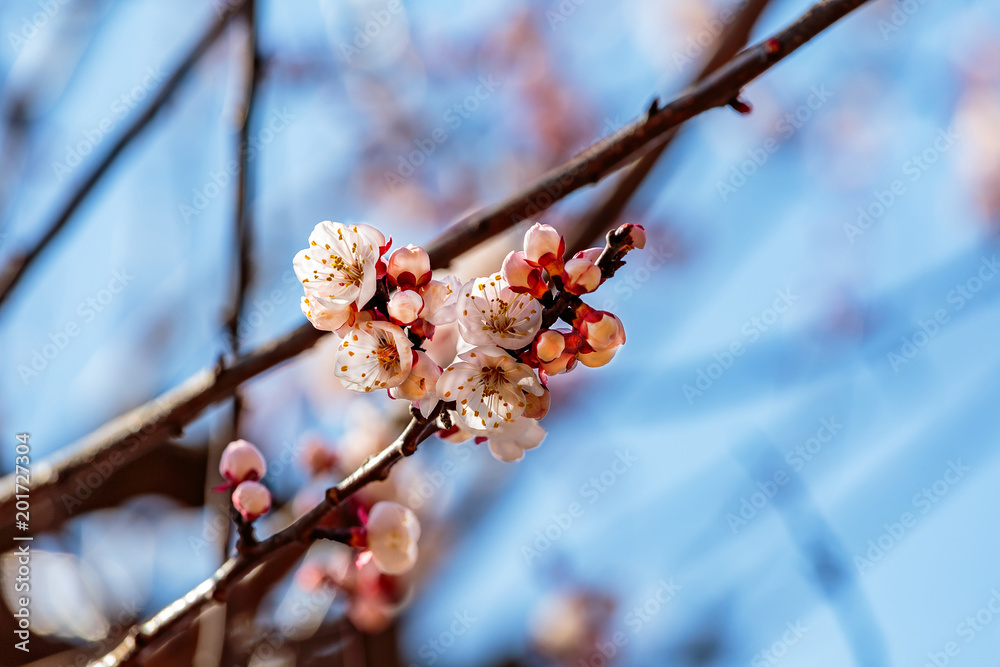 close up cluster of Japanese cherry blossoms close up cluster of Japanese cherry blossoms