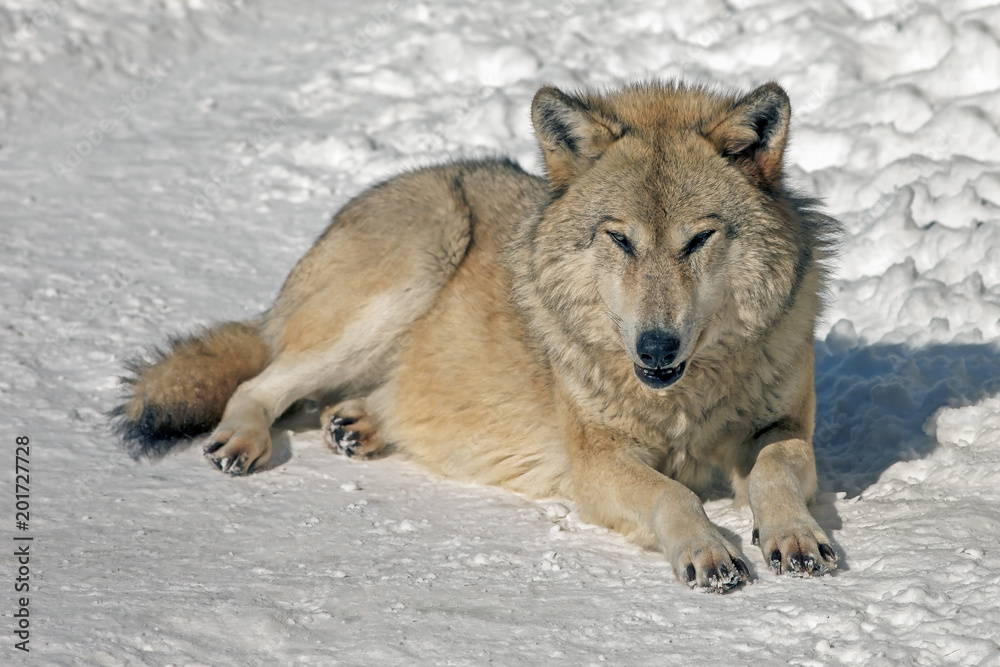 Obraz premium wolf in the wild in winter with a predatory look