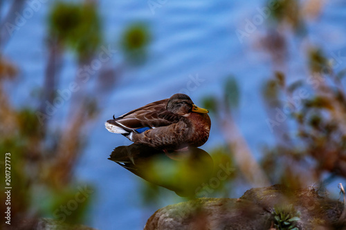 duck resting along the shore