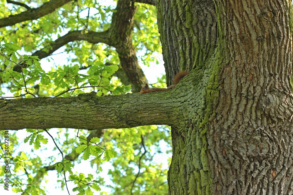 Ruhendes Eichhörnchen (Sciurus vulgaris) auf Eichenast im Frühling
Ruhendes Eichhörnchen (Sciurus vulgaris) auf Eichenast im Frühling