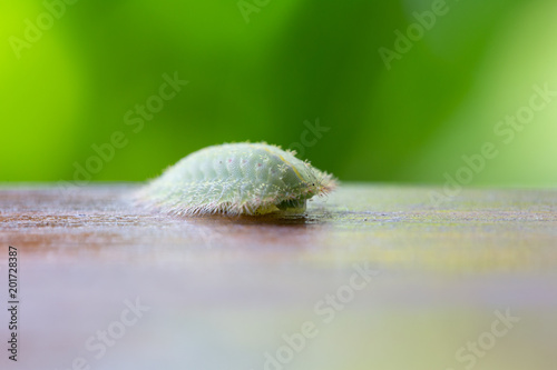 Larva of the yellow-shouldered slug, showing typical body shape in Nature. photo