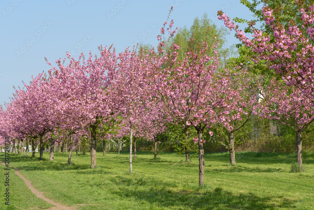 Sakura - Kirschblüte in Parklandschaft in Berlin Sakura - Kirschblüte in Parklandschaft in Berlin