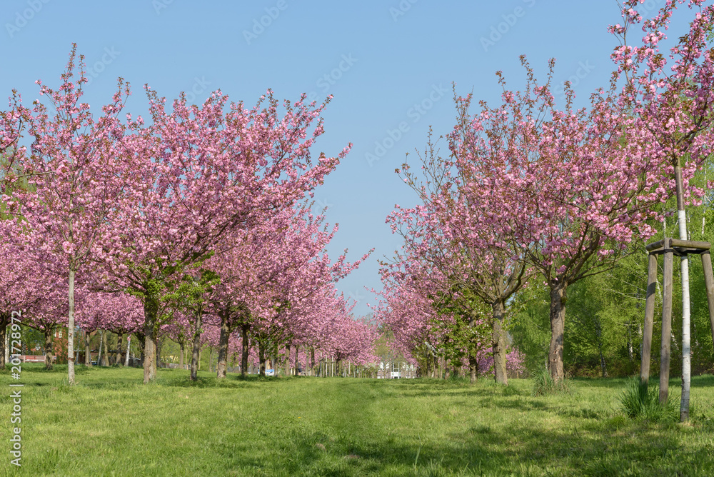 Sakura - Kirschblüte in Parklandschaft in Berlin Sakura - Kirschblüte in Parklandschaft in Berlin