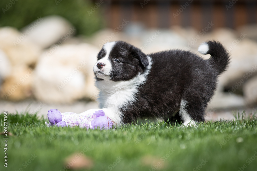 Border Collie Welpe im Garten beim Spielen