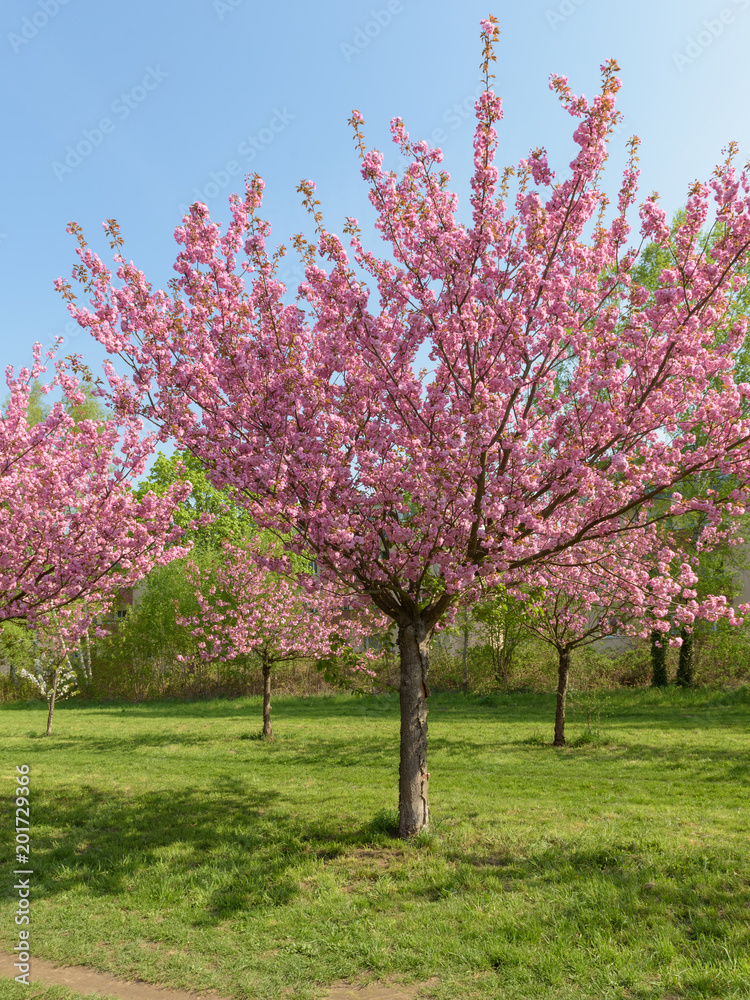 Sakura - Kirschblüte in Parklandschaft in Berlin Sakura - Kirschblüte in Parklandschaft in Berlin