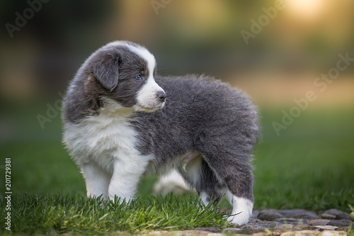 Border Collie Welpe im Garten beim Spielen