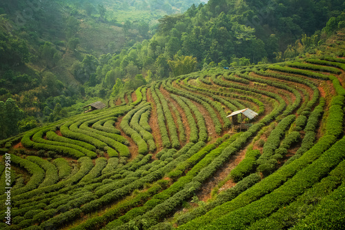 Tea plantation in the Chiang Mai highlands  Thailand