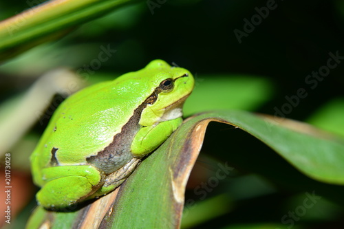 Sitting green tree frog