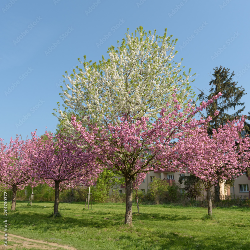 Sakura - Kirschblüte in Parklandschaft in Berlin Sakura - Kirschblüte in Parklandschaft in Berlin