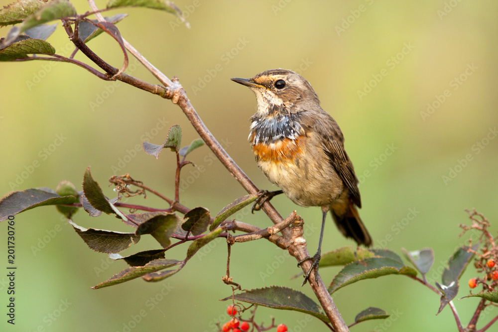 Fototapeta premium Bluethroat in the nature
