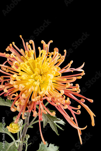 beautiful yellow chrysanthemum flower on black background close up