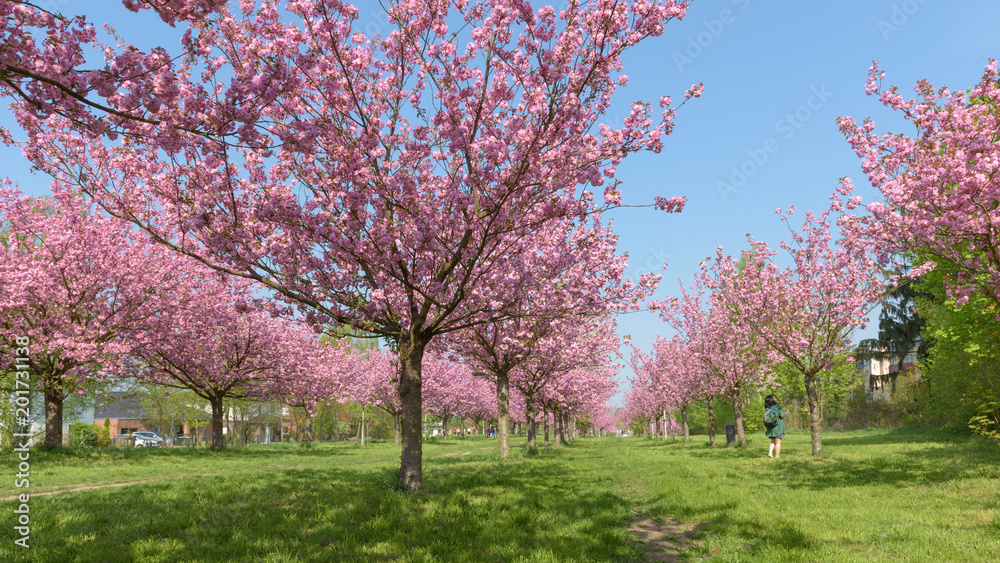 Blühende Kirschbäume im Park 