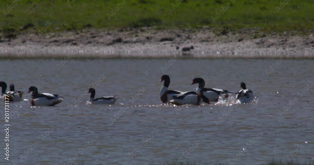 Shelducks poke and prod aggresively slow motion Shelducks poke and prod aggresively slow motion