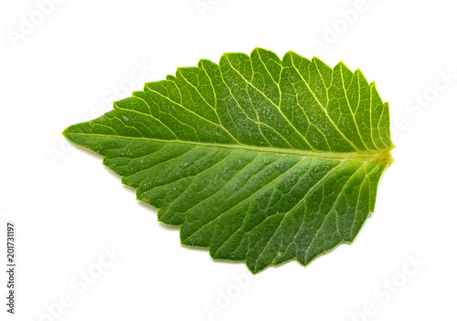 fresh green leaf on a white background