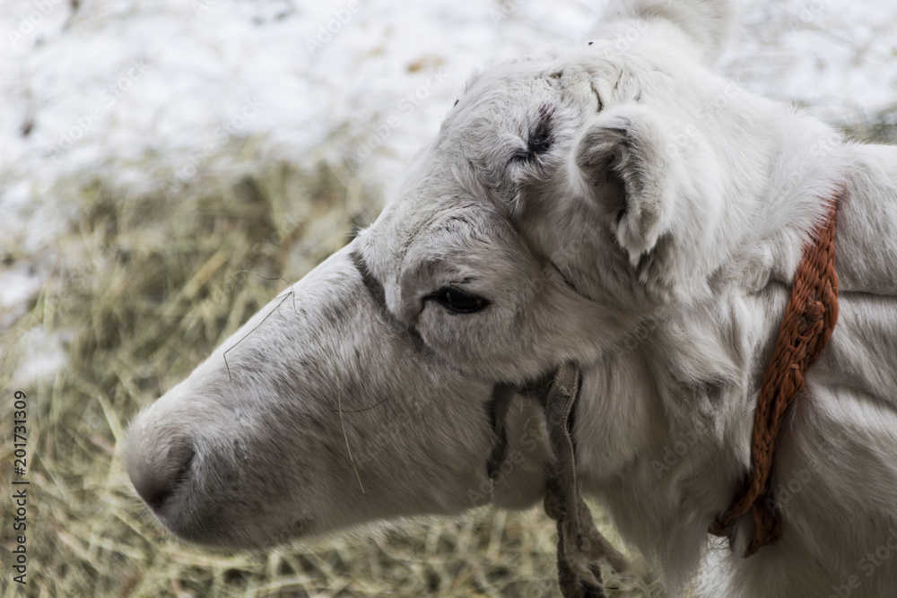 White young reindeer