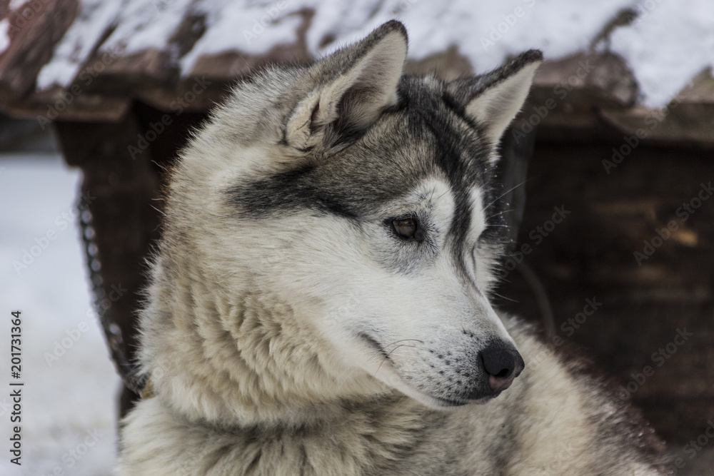 Obraz premium The dog Laika