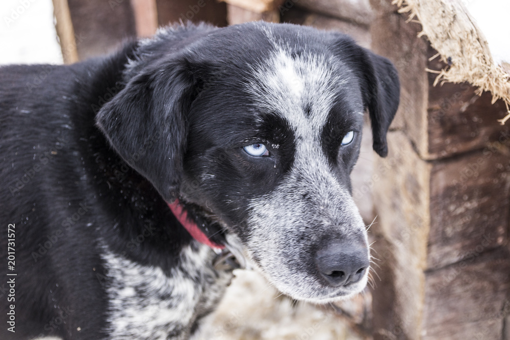 A beautiful dog with bright blue eyes A beautiful dog with bright blue eyes