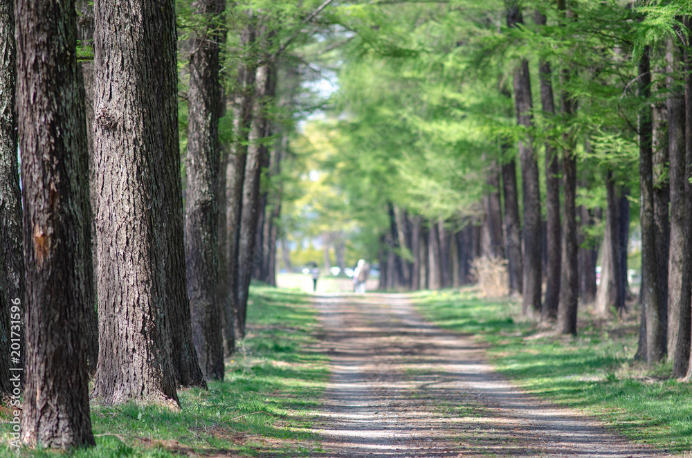 Fototapeta premium Ranczo Ibaraki