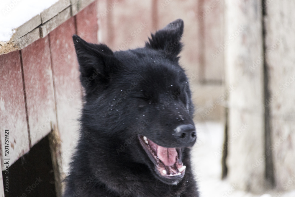 Dog of black color Dog of black color