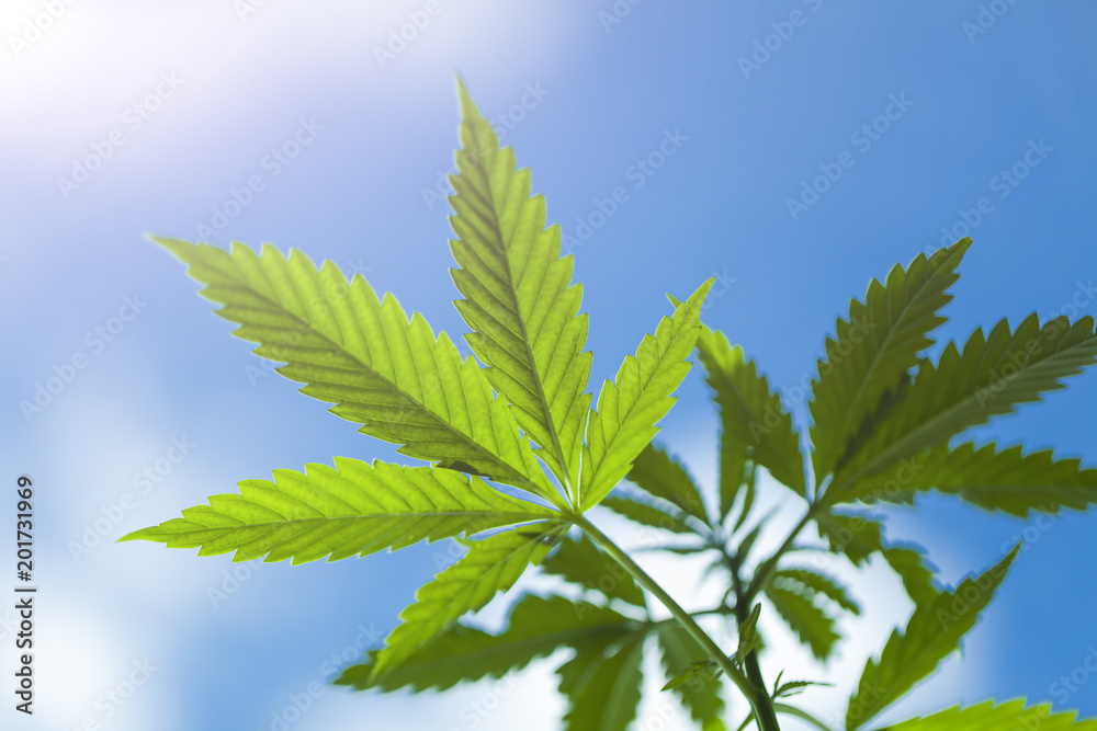 plant medical cannabis outdoor plant medical cannabis outdoor