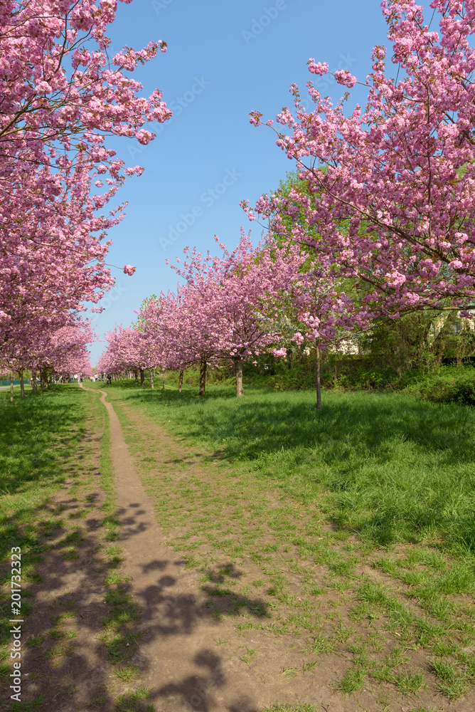Blühende Kirschbäume im Park Blühende Kirschbäume im Park
