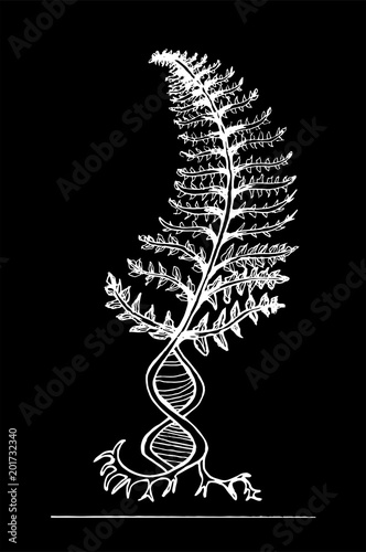 Black and white fern, with the symbol dnk, passing to the roots. Chalk on a blackboard
