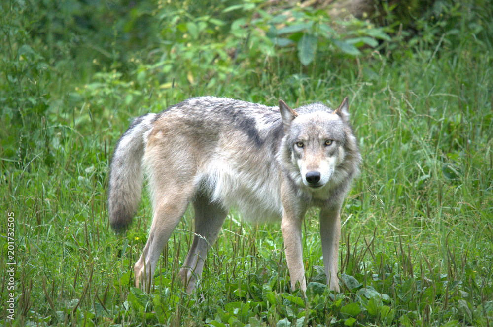 Europäischer Wolf Europäischer Wolf